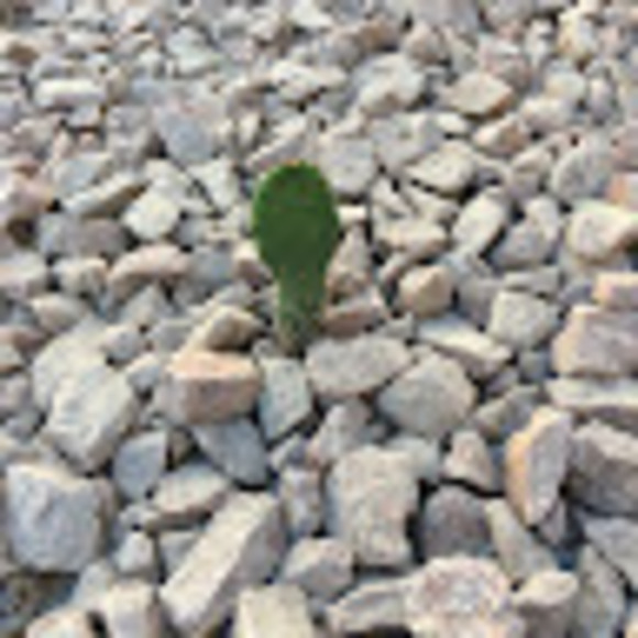 aztumbleweeds